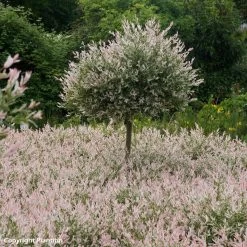 Saule Crevette - Salix Integra Flamingo