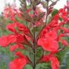 Sauge Arbustive Flammenn ® - Salvia Jamensis 2 Sauge Arbustive Flammenn ® - Salvia Jamensis -Plantes Séries Magasin Salvia jamensis flammen 7787 1