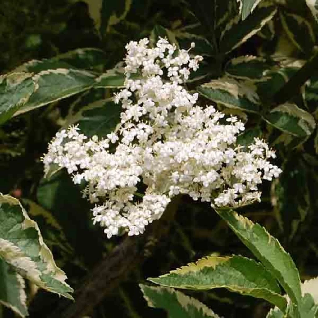 Sureau Noir - Sambucus Nigra Madonna 3 Sureau Noir - Sambucus Nigra Madonna
