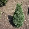 Epinette Blanche - Picea Glauca Piccolo 1 Epinette Blanche - Picea Glauca Piccolo -Plantes Séries Magasin Sapinette blanche Epinette blanche Picea glauca Piccolo V 1003221 1