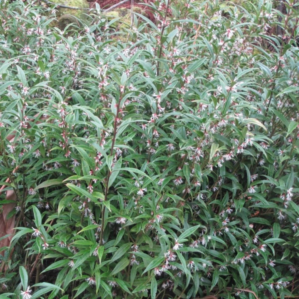 Sarcococca Hookeriana Digyna 3 Sarcococca Hookeriana Digyna