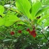 Schisandra Chinensis - Baie Aux 5 Saveurs -Plantes Séries Magasin Schisandra chinensis 78361 1