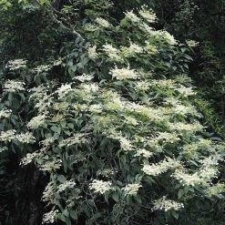 Schizophragma Fauriei