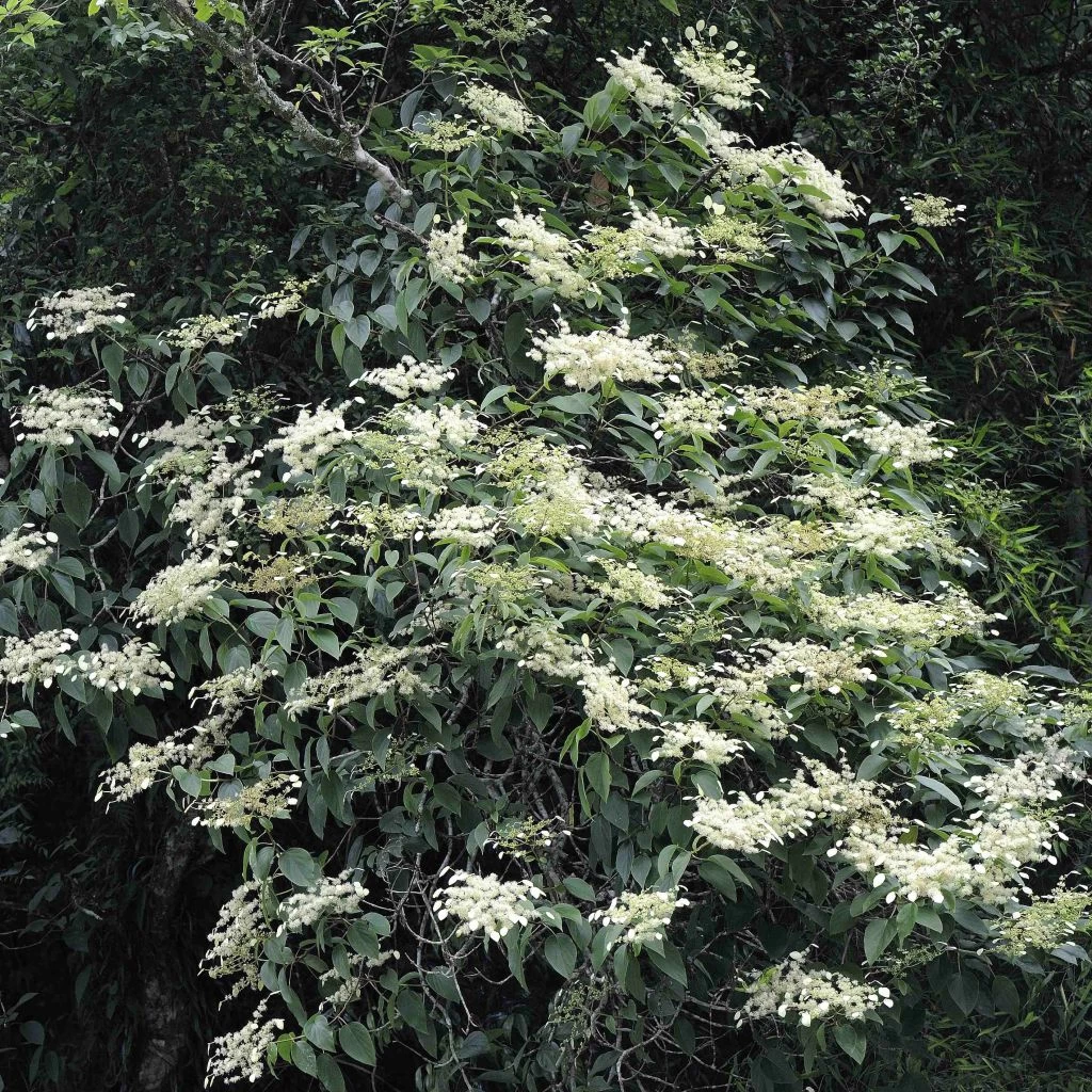 Schizophragma Fauriei 3 Schizophragma Fauriei