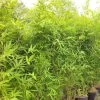 Semiarundinaria Makinoi - Bambou Moyen -Plantes Séries Magasin Semiarundinaria makinoi Petit Bambou 84934 1