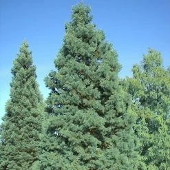Séquoia Géant - Sequoiadendron Giganteum Glaucum