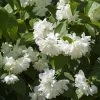Seringat Minnesota Snowflake - Philadelphus Virginalis -Plantes Séries Magasin Seringat Minnesota Snowflake Philadelphus virginalis copyright 1007542 2