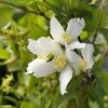 Seringat - Philadelphus Polyanthus Mont Blanc