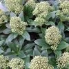 Skimmia Japonica Fragrant Cloud 1 Skimmia Japonica Fragrant Cloud -Plantes Séries Magasin Skimmia japonica Fragrant Cloud 87344 1