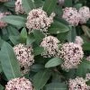 Skimmia Japonica Godrie's Dwarf - Skimmia Du Japon Nain 2 Skimmia Japonica Godrie's Dwarf - Skimmia Du Japon Nain -Plantes Séries Magasin Skimmia japonica Godrie s Dwarf copyright 873451 1