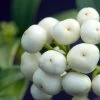 Skimmia Japonica Kew White 1 Skimmia Japonica Kew White -Plantes Séries Magasin Skimmia japonica Kew White 87346 1