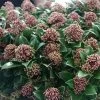 Skimmia Japonica Pink Dwarf -Plantes Séries Magasin Skimmia japonica Pink Dwarf 100857 1