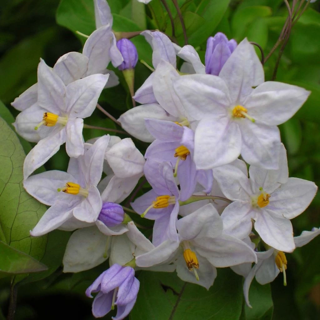 Solanum Jasminoides Bleu - Morelle Faux-jasmin 3 Solanum Jasminoides Bleu - Morelle Faux-jasmin