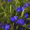 Sollya Heterophylla Ultra Blue -Plantes Séries Magasin Sollya heterophylla Ultra Blue 15427 1