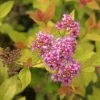 Spirée Japonaise - Spiraea Japonica Pink & Gold