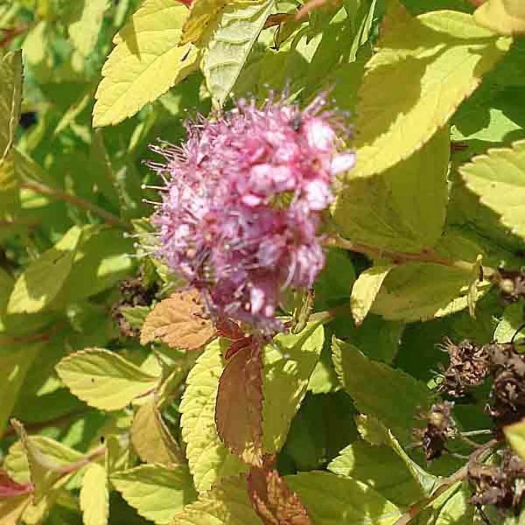 Spirée Japonaise Golden Princess - Spiraea Japonica 3 Spirée Japonaise Golden Princess - Spiraea Japonica