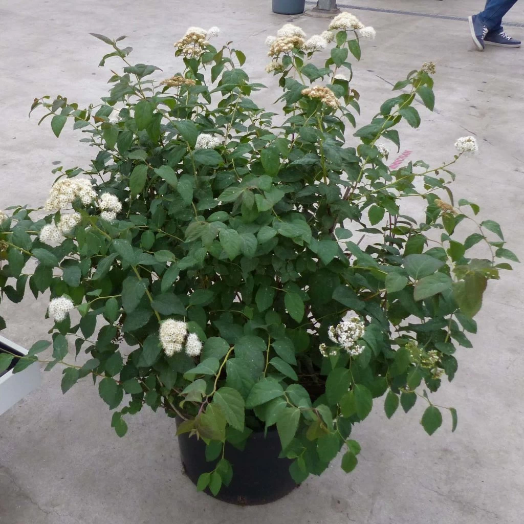 Spirée Double Play Blue Kazoo - Spiraea Japonica 3 Spirée Double Play Blue Kazoo - Spiraea Japonica