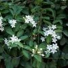Stephanotis Floribunda (jasminoides) - Jasmin De Madagascar
