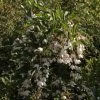 Styrax Japonica Fragrant Fountain -Plantes Séries Magasin Styrax japonica Fragrant Fountain IF 1008662 1