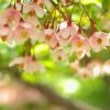 Styrax Japonica Pink Chimes - Styrax Du Japon -Plantes Séries Magasin Styrax japonica Pink Chimes copyright 1008671 1