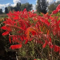 Sumac De Virginie - Rhus Typhina
