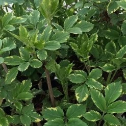 Sureau Noir - Sambucus Nigra Golden Spark