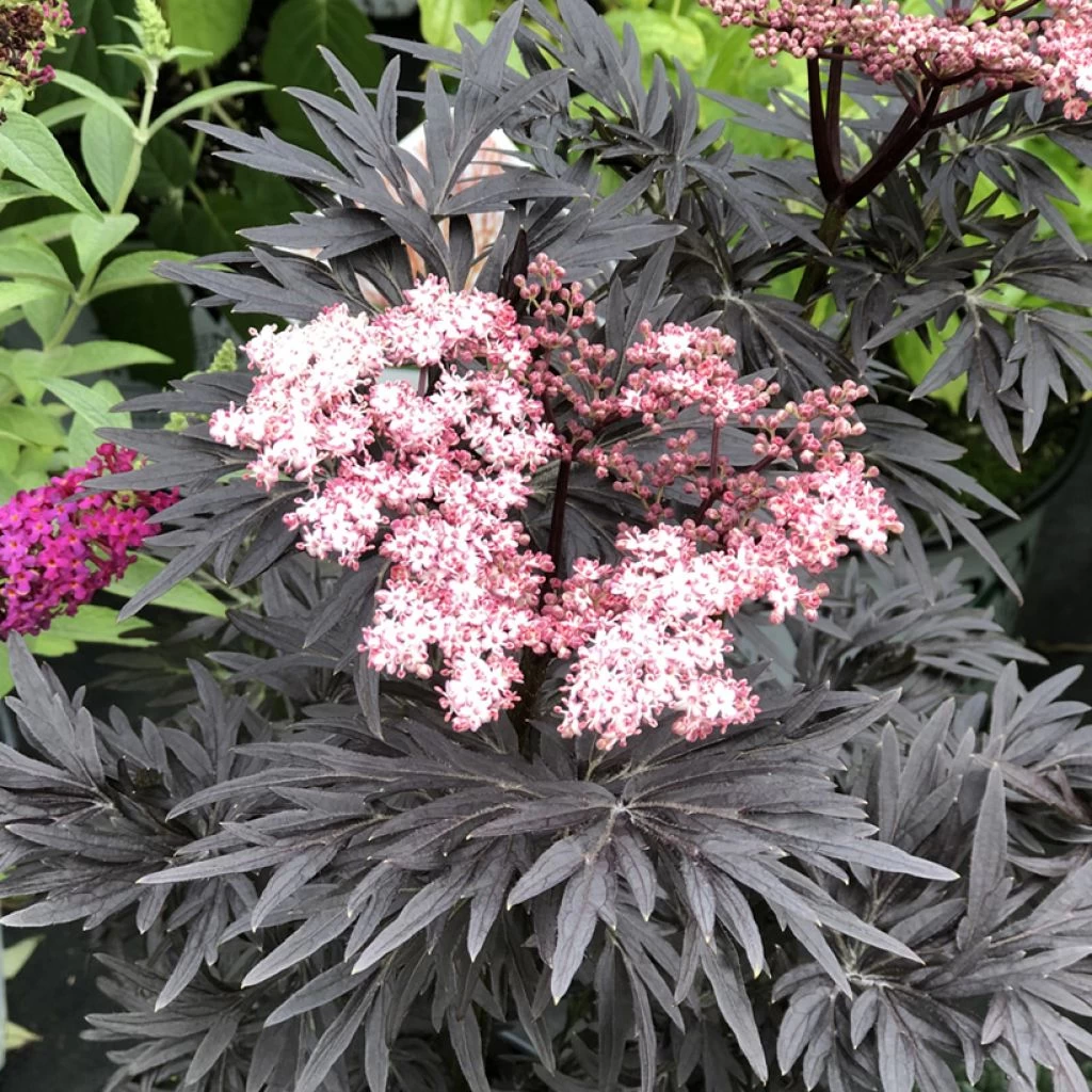 Sureau Noir - Sambucus Nigra Straight Laced 3 Sureau Noir - Sambucus Nigra Straight Laced