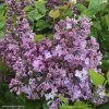 Lilas à Fleurs De Jacinthe - Syringa Hyacinthiflora Maiden's Blush 1 Lilas à Fleurs De Jacinthe - Syringa Hyacinthiflora Maiden's Blush -Plantes Séries Magasin Syringa x hyacinthiflora Maiden s Blush 82808 1