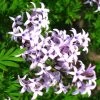 Lilas De Perse - Syringa Persica Laciniata -Plantes Séries Magasin Syringa persica Laciniata 84344 1