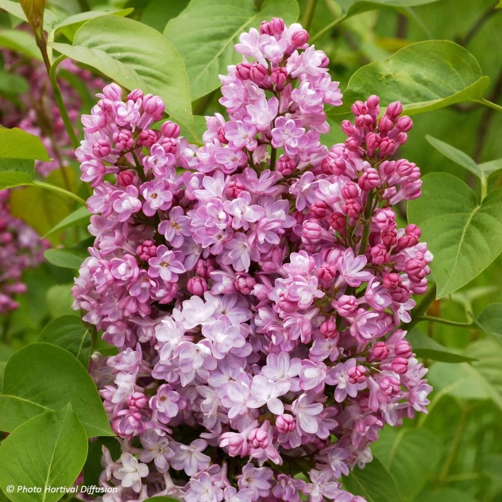 Lilas - Syringa Vulgaris Belle De Nancy 3 Lilas - Syringa Vulgaris Belle De Nancy