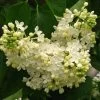 Lilas - Syringa Vulgaris Primrose 2 Lilas - Syringa Vulgaris Primrose -Plantes Séries Magasin Syringa vulgaris Primrose 82805 1
