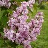 Lilas - Syringa Vulgaris Zhemchuzhina 2 Lilas - Syringa Vulgaris Zhemchuzhina -Plantes Séries Magasin Syringa vulgaris Zhemchuzhina 82806 1
