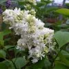 Lilas - Syringa Vulgaris Madame Lemoine -Plantes Séries Magasin Syringa vulgaris Madame Lemoine copyright 75852 1