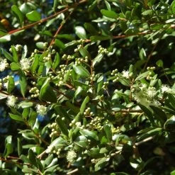 Temu Divaricatum Heaven Scent - Blepharrocalix Cruckshanksii