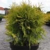 Thuya Du Canada - Thuja Occidentalis Golden Globe
