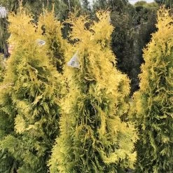 Thuya Du Canada - Thuja Occidentalis Jantar