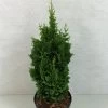 Thuya Du Canada - Thuja Occidentalis Zmatlik -Plantes Séries Magasin Thuja occidentalis Zmatlik 771002 1