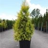 Thuya Géant - Thuja Plicata 4 Ever Goldy -Plantes Séries Magasin Thuja plicata 4 EVER GOLDY 84363 1