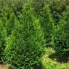 Thuja Plicata Can-Can - Thuya Compact -Plantes Séries Magasin Thuja plicata Can Can V 1002292 1