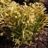 Thuya Du Japon - Thujopsis Dolobrata Solar Flare 2 Thuya Du Japon - Thujopsis Dolobrata Solar Flare -Plantes Séries Magasin Thujopsis dolobrata SOLAR FLARE 84364 1