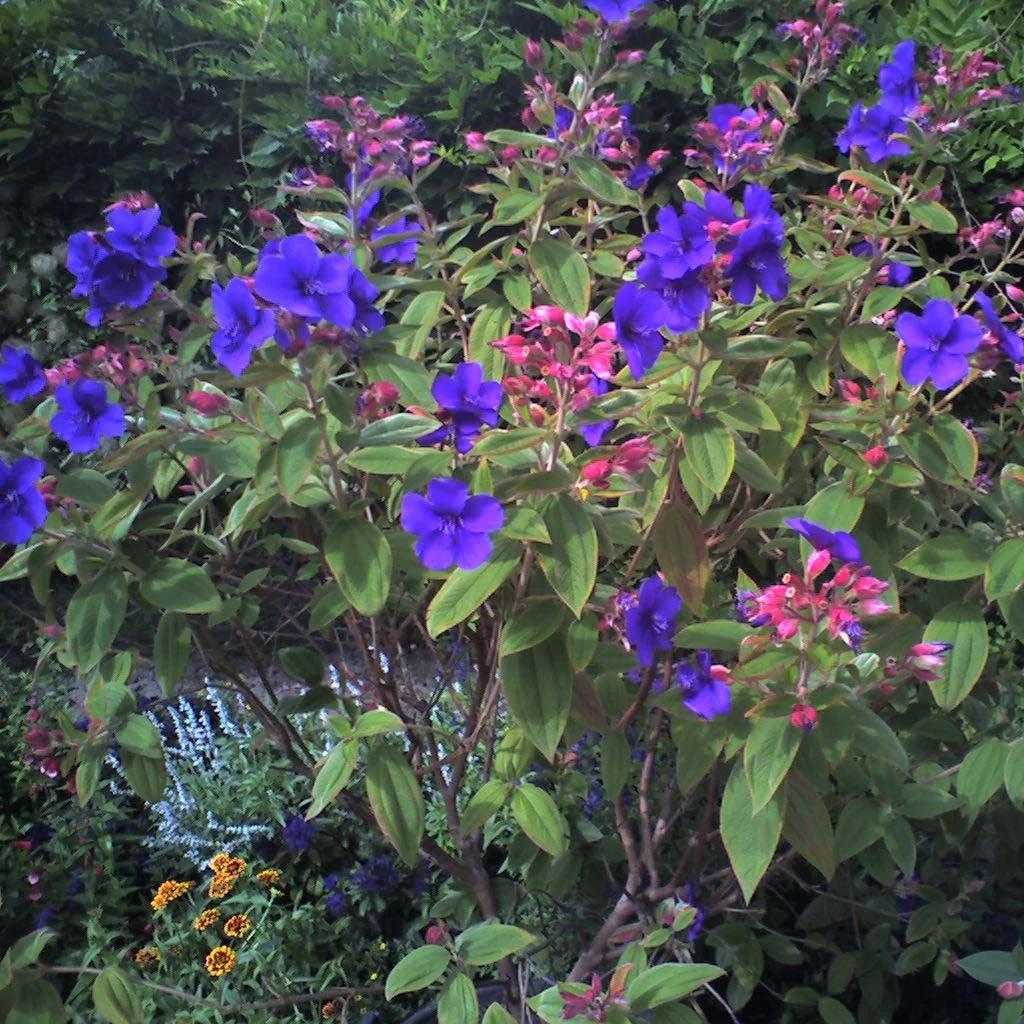 Tibouchina Urvilleana - Tibouchine D'Urville. 3 Tibouchina Urvilleana - Tibouchine D'Urville.
