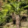Palmier De Chine - Trachycarpus Fortunei -Plantes Séries Magasin Trachycarpus fortunei copyright 95262 1