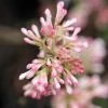 Viorne D'hiver - Viburnum Bodnantense Charles Lamont. -Plantes Séries Magasin Viburnum bodnantense Charles Lamont 84373 1