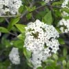 Viburnum Burkwoodii - Viorne De Burkwood -Plantes Séries Magasin Viburnum burkwoodii 781851 1