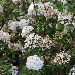 Viorne De Burkwood - Viburnum Burkwoodii Ann Russell