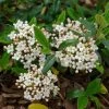 Viburnum Burkwoodii Conoy - Viorne De Burkwood