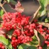 Viburnum Dilatatum Sealing Wax -Plantes Séries Magasin Viburnum dilatatum Sealing Wax Viorne a feuilles de tilleul 16343 1