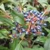 Viorne - Viburnum Globosum Jermyns Globe -Plantes Séries Magasin Viburnum globosum Jermyns Globe 84377 1