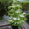 Viorne - Viburnum Plicatum Kilimandjaro -Plantes Séries Magasin Viburnum plicatum Kilimandjaro 84381 1