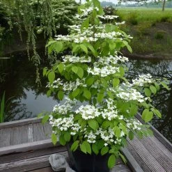 Viorne - Viburnum Plicatum Kilimandjaro